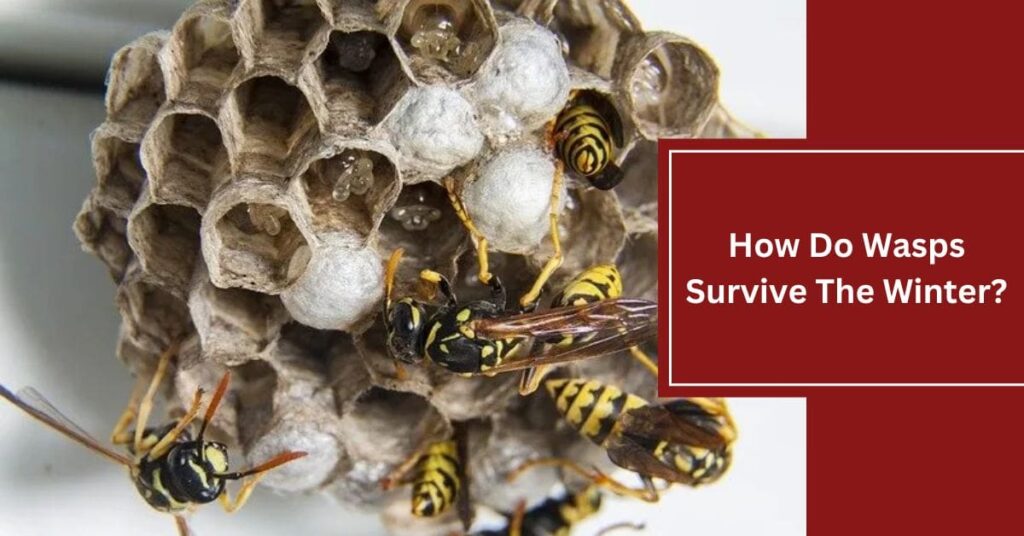How Do Wasps Survive The Winter